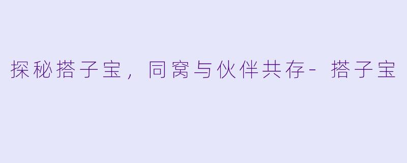 探秘搭子宝，同窝与伙伴共存-搭子宝