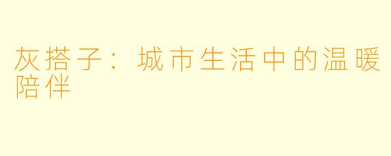 灰搭子：城市生活中的温暖陪伴