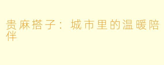 贵麻搭子:城市里的温暖陪伴