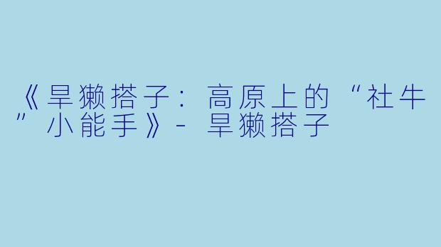 《旱獭搭子：高原上的“社牛”小能手》-旱獭搭子
